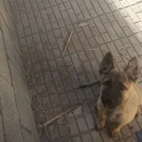 توله ژرمن واگذاری نر|سگ|کرمان, |دیوار