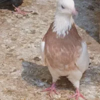 طوق زرد