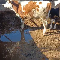 ۳ راس تلیسه جنس بالا پای کل داشتی گاو گوساله|حیوانات مزرعه|گمیشان, |دیوار