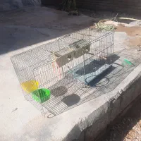 قفس گله خان