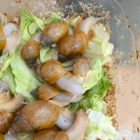حلزون آچاتینا|خزنده|اصفهان, بیدآباد|دیوار
