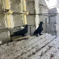 پرنده|پرنده|بم, |دیوار