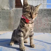 واگذاری گربه