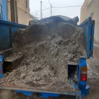 تفاله چغندر دامی.