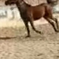 مادیون کورد خالص پرخون ارام