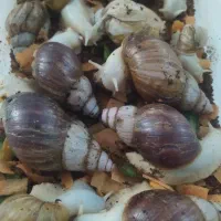 حلزون|خزنده|کرج, عظیمیه|دیوار