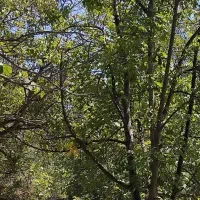 باغ کشاورزی|فروش زمین و ملک کلنگی|شهمیرزاد, |دیوار