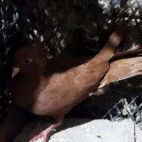 کبوتر|پرنده|دره شهر, |دیوار