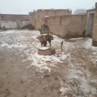 سگ فروشی|سگ|بناب, |دیوار