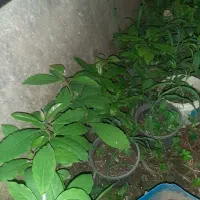 سیکاس.اواکادو.یوکا|گل و گیاه طبیعی|سلمان‌شهر, |دیوار