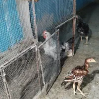 مرغ محلی تخم گذار