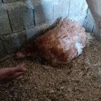 بوقلمون کرچ( به کر)|حیوانات مزرعه|سقز, |دیوار