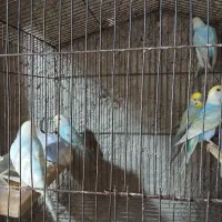 مرغ عشق رینبو