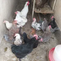 مرغ تخم گذار