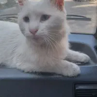 گربه پرشین