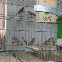 فنچ جغدی شکلاتی