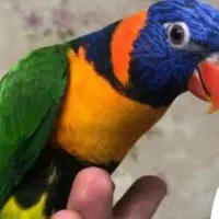 فروش و معاوضه با طوطی سانان هم قیمت|پیانو، کیبورد، آکاردئون|اردبیل, |دیوار