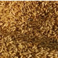 بذر گندم دیم  .همایون