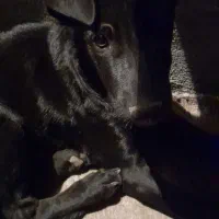 توله نژاد سرابی پژدر توام