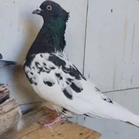 کبوتر|پرنده|اقبالیه, |دیوار