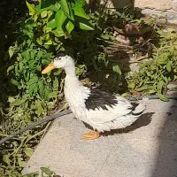مرغابی بالغ