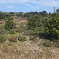 ۵ هکتار زمین باغی با درختان مرکبات اطاقور