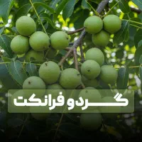 انواع گردو خوشه ای تکی با ضمانت ارسال فوری