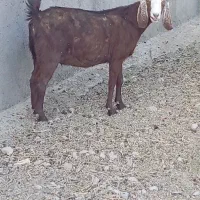 بز دورگ آبستن بره میش