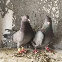 سبز آبادانی درجه یک