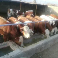 گوساله پرواری