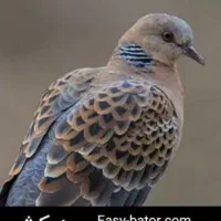 کبوتر گمشده