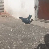 کبوتر کلاغ نواری ماده