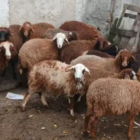 ۱۶ راس بره گوسفند دونه ۸ت