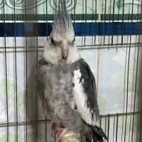 عروس هلندی نژاد وایت فیس|پرنده|گتوند, |دیوار