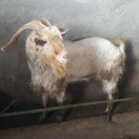 بز سانن|حیوانات مزرعه|سجاس رود, |دیوار