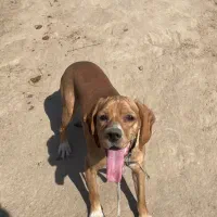 توله دنبلانی