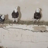 5جفت کفتر کار درست و اصیل.ب ضمانت