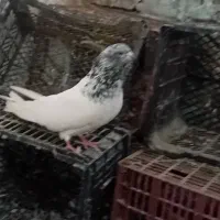 کبوتر کله سبز