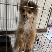 پامرانین خرسی