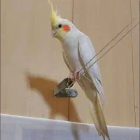 عروس هلندی گم شده