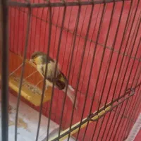 قناری نر بالغ|پرنده|مشهد, میعاد (شهرک غرب)|دیوار