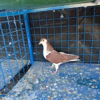 ماده چپ گلی