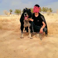 واگذاری نر و لاس روزگاری