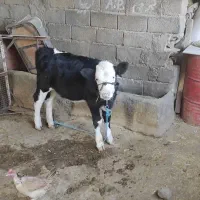 گاو گوساله شیری روزی 17تا 21شیر میده|حیوانات مزرعه|رومشکان, |دیوار