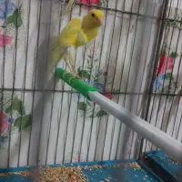 ۱۵ عدد قناری نرو ماده|پرنده|بروجرد, |دیوار