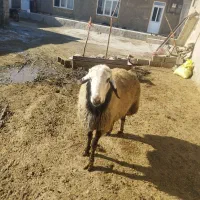 قوچ|حیوانات مزرعه|شراء, |دیوار