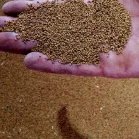 بذر یونجه|خدمات باغبانی و درختکاری|میاندوآب, |دیوار