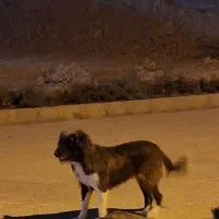 برجی ماده جوان|سگ|شوشتر, |دیوار