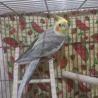 درود عروس هلندی نر