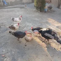 بوقلمون|حیوانات مزرعه|هشتگرد, تهران دشت|دیوار